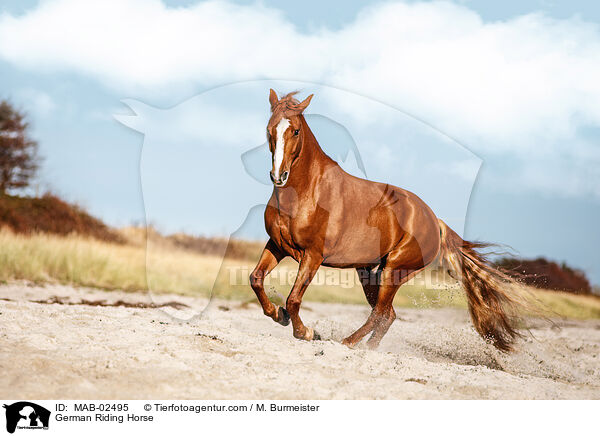 German Riding Horse / MAB-02495
