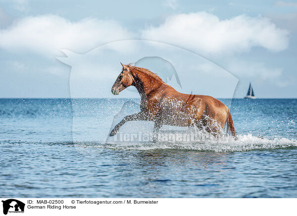 Deutsches Reitpferd / German Riding Horse / MAB-02500