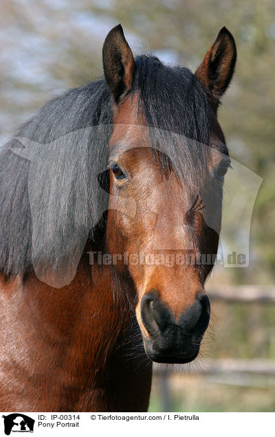 Pony Portrait / IP-00314
