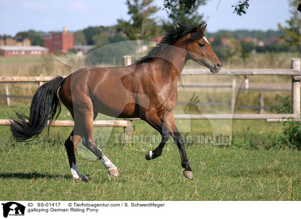galloping German Riding Pony / SS-01417