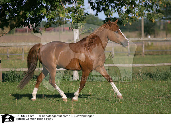 trotting German Riding Pony / SS-01425