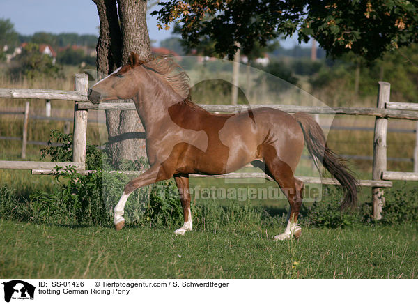 trotting German Riding Pony / SS-01426
