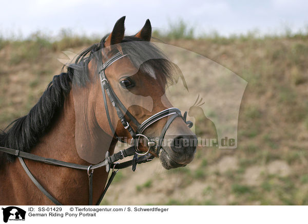 German Riding Pony Portrait / SS-01429