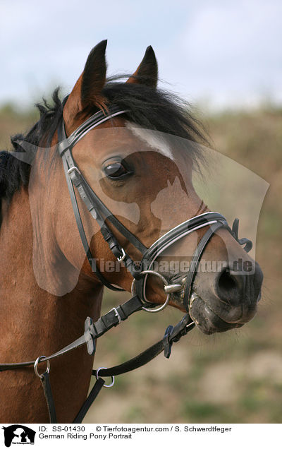 Deutsches Reitpony Portrait / Pony Portrait / SS-01430