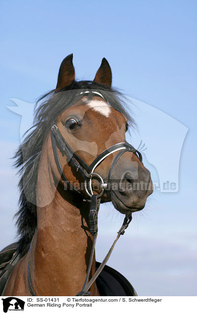 German Riding Pony Portrait / SS-01431