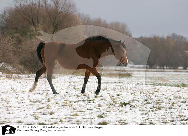 German Riding Pony in the snow / SS-01557