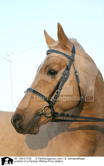 Reitpony Hengst Portrait / portrait of a pony stallion / SS-01729