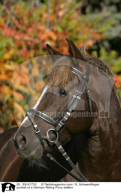 Reitpony Hengst Portrait / portrait of a pony stallion / SS-01733