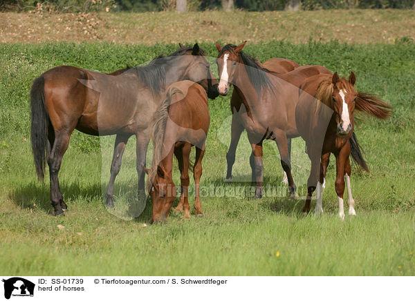 herd of horses / SS-01739