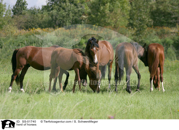 herd of horses / SS-01740