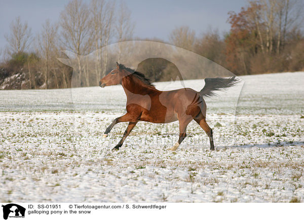 galloping pony in the snow / SS-01951