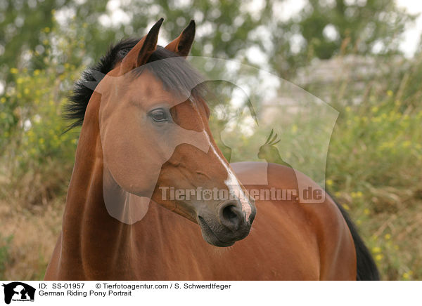 German Riding Pony Portrait / SS-01957