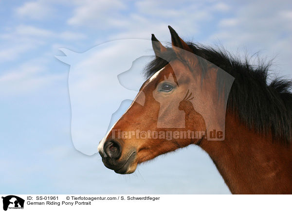 German Riding Pony Portrait / SS-01961