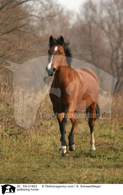 galloping horse / SS-01963