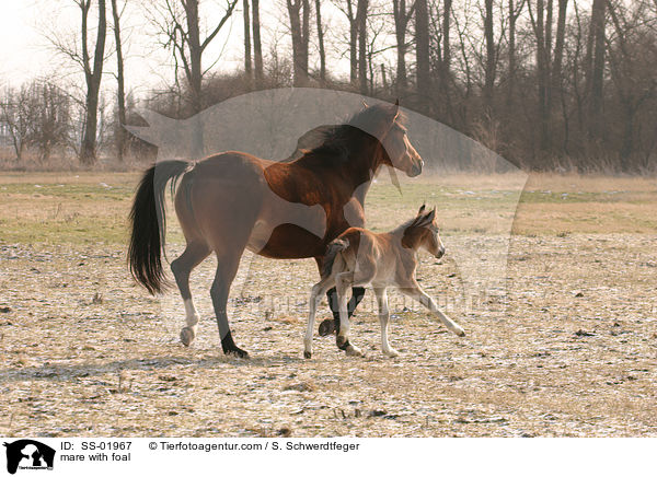 mare with foal / SS-01967