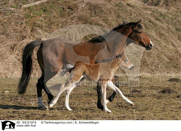 mare with foal / SS-01974