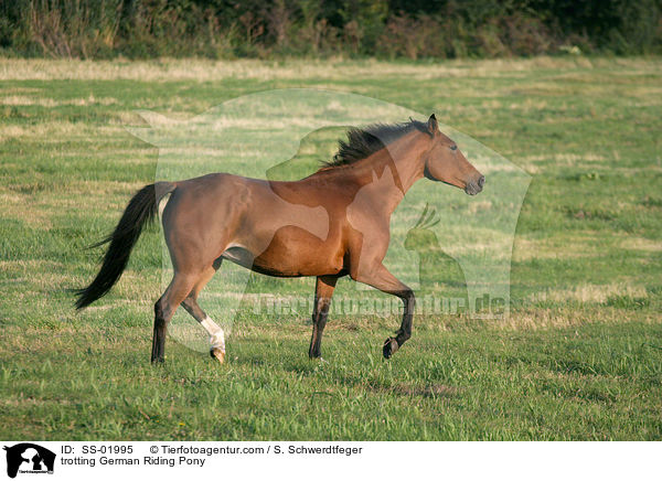 trotting German Riding Pony / SS-01995