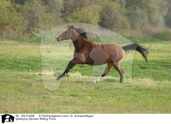 galloping German Riding Pony / SS-01996