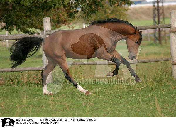 galloping German Riding Pony / SS-02024