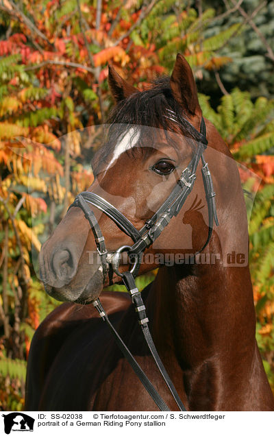 Reitpony Hengst im Portrait / portrait of a stallion / SS-02038
