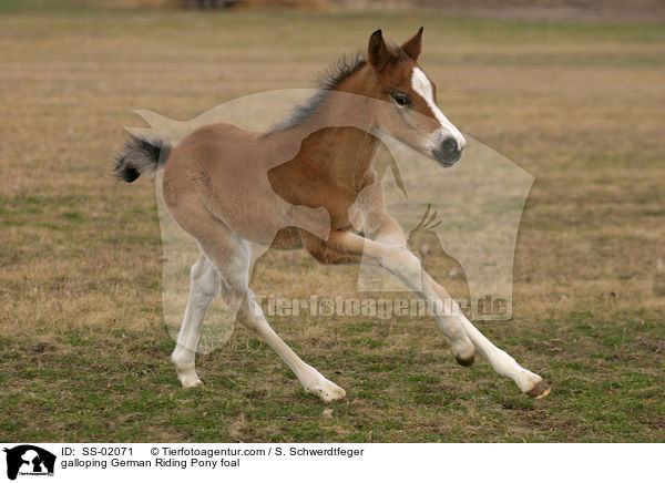galloping German Riding Pony foal / SS-02071