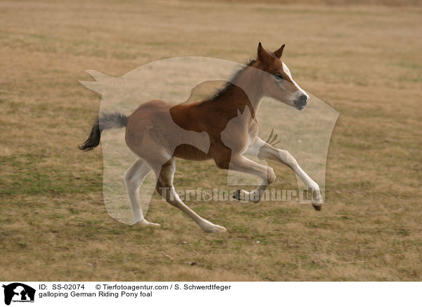 galloping German Riding Pony foal / SS-02074