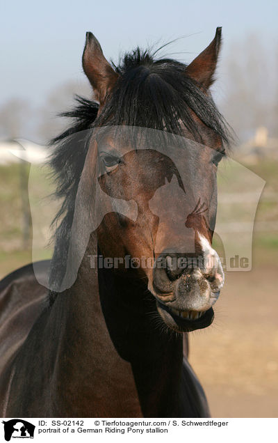 portrait of a German Riding Pony stallion / SS-02142