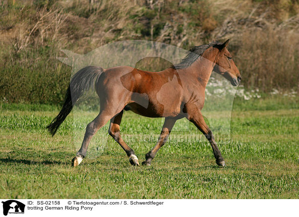 trotting German Riding Pony / SS-02158
