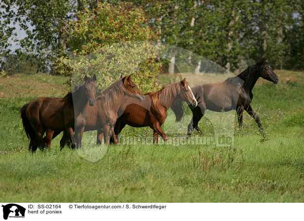 herd of ponies / SS-02164