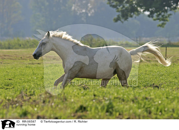 rennendes Reitpony / running horse / RR-06587