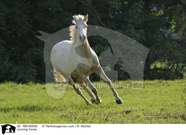 rennendes Reitpony / running horse / RR-06590