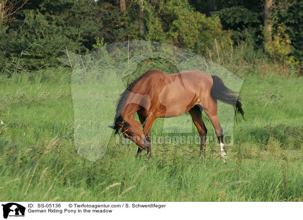 Deutsches Reitpony auf der Weide / pony in the meadow / SS-05136