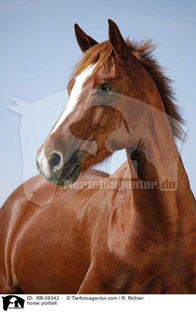 horse portrait / RR-39342
