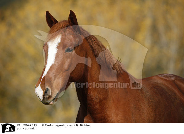pony portrait / RR-47315