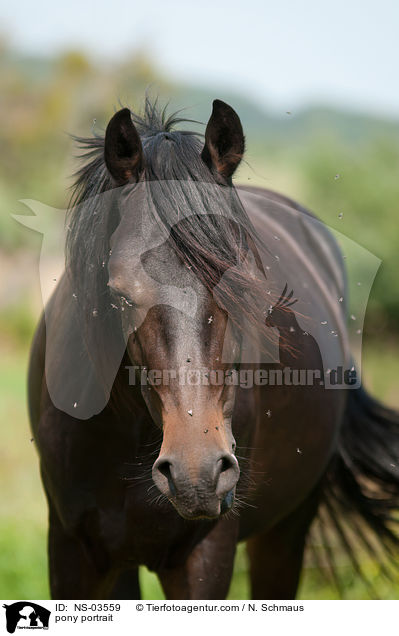 pony portrait / NS-03559