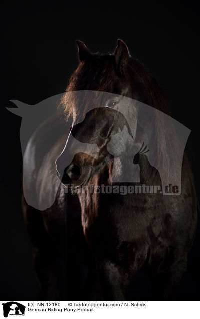 German Riding Pony Portrait / NN-12180