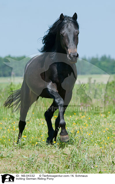 trotting German Riding Pony / NS-04332