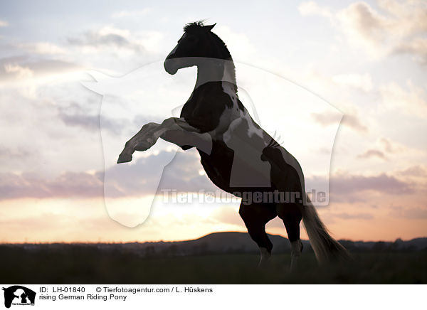 rising German Riding Pony / LH-01840