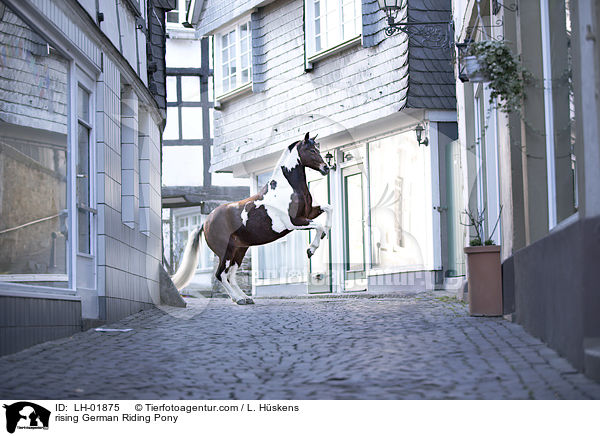 rising German Riding Pony / LH-01875