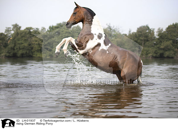 rising German Riding Pony / LH-01937