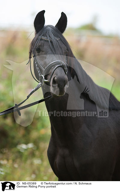 German Riding Pony portrait / NS-05389