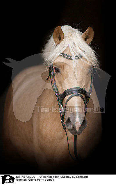 German Riding Pony portrait / NS-05390