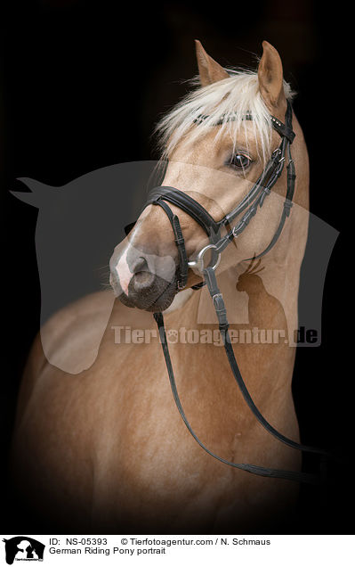 German Riding Pony portrait / NS-05393