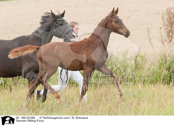German Riding Pony / NS-05396
