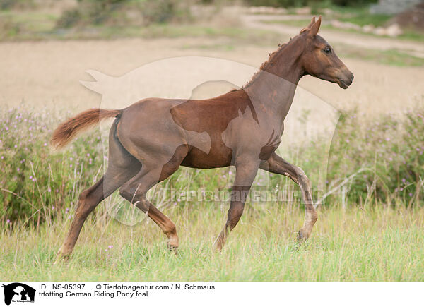 trtotting German Riding Pony foal / NS-05397