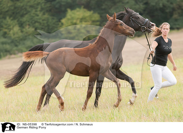 German Riding Pony / NS-05398
