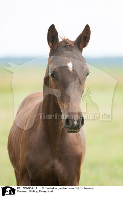 German Riding Pony foal / NS-05401