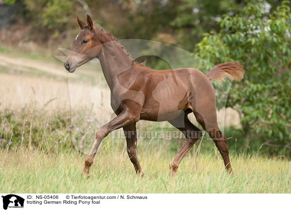trotting German Riding Pony foal / NS-05406