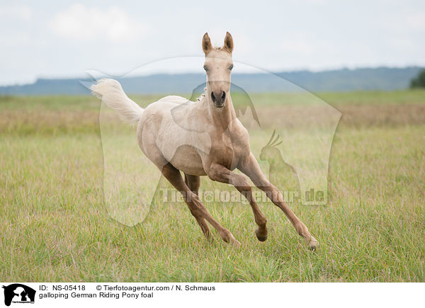 galloping German Riding Pony foal / NS-05418