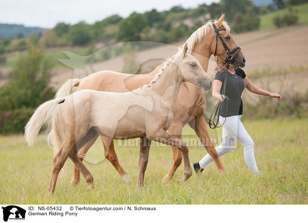 German Riding Pony / NS-05432